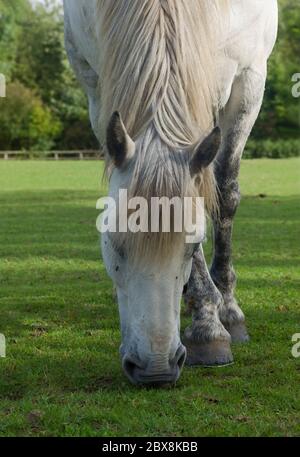 Graues Pferd grast auf einer grünen Wiese aus einer niedrigen Sicht gesehen Stockfoto