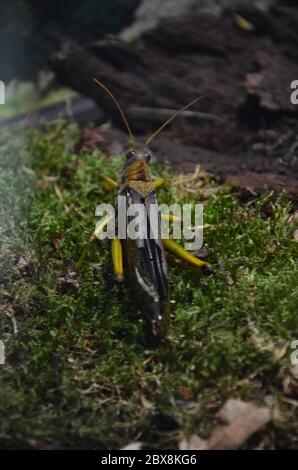 Riesengrashüpfer (Tropidacris collaris) Stockfoto