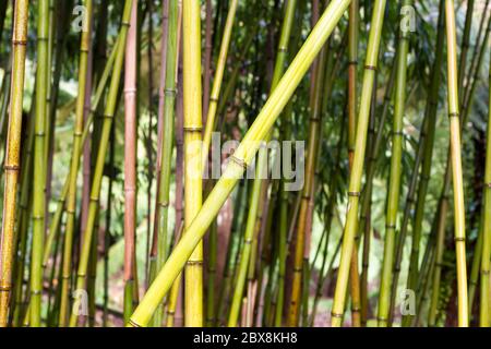 Grüne Bambusstämme (Phyllostachys bisetti), Trewidden Garden, Penzance, Cornwall, Großbritannien Stockfoto