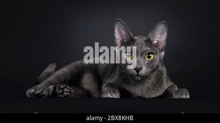 Schöne weibliche Korat Katze, legen Seitenwege. Blick direkt auf die Kamera mit gelben / grünen Augen gerichtet. Isoliert auf schwarzem Hintergrund. Stockfoto