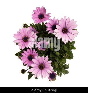 Draufsicht der rosa spanischen Gänseblümchen-Pflanze, isoliert auf weißem Hintergrund Stockfoto