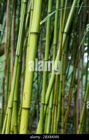 Grüne Bambusstämme (Phyllostachys bisetti), Trewidden Garden, Penzance, Cornwall, Großbritannien Stockfoto