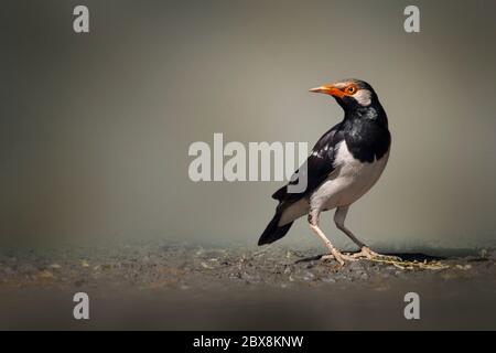 Bild von asiatischen pied Myna Vogel oder Pied Star auf Natur Hintergrund. Stockfoto