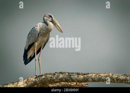 Asiatischer Opener auf einem Baumzweig. Vögel. Stockfoto