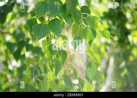 Junge Birke Blätter auf den Zweigen im Frühlingsgarten zu verschließenden. Stockfoto