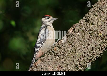 Jungtier Specht im Wald von Dean Stockfoto
