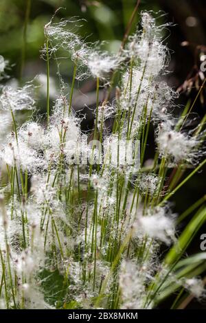 Alpine Bullush Trichophorum alpinum, Torfmoor Pflanzen Stockfoto