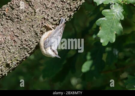 Juvenile eurasische Nuthatch auf Eichenzweig Wald von Dean Stockfoto