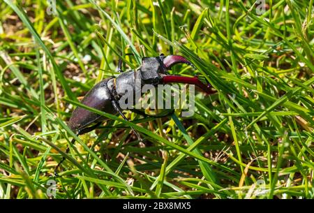 Riesiger Hirschkäfer auf der Jagd nach Konditoren im grünen Gras in aggressiver Haltung mit kampfbereiter Schere Stockfoto