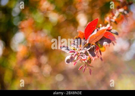 Der Berberstrauch mit kleinen rosa Blättern und Beeren wächst im sonnigen Garten im Frühling. Stockfoto