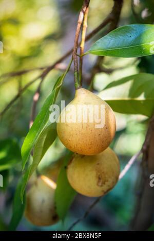 Wilde echte Muskatnuss (Myristica fragrans) Früchte wachsen im Wald auf Banda Island, Indonesien, wo sie endemisch sind Stockfoto