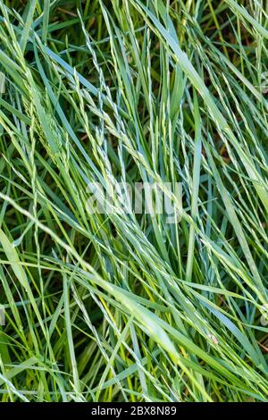 Hintergrund, Hintergrund, Vektor, Design. Langes grünes Gras Stockfoto