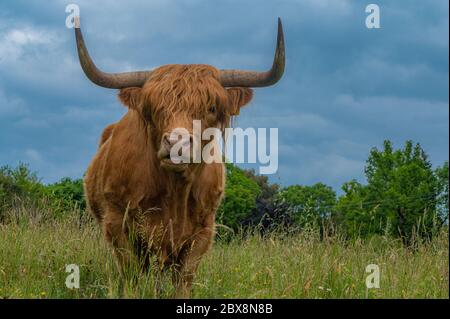 Ganzkörperaufnahme einer Hochlandkuh Stockfoto