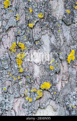 Hintergrund, Hintergrund, Vektor, Design. Baumrinde mit Flechten - aus einer hybriden Ebene (Platanus × acerifolia) Stockfoto