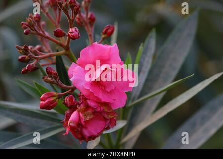 Rosa Oleander Blume hd-Bild, kostenlose rosa Oleander Blume Stockfoto