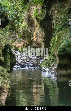 Bach in Kalkstein Schlucht, Patuna Chasm, Wairarapa, North Island, Neuseeland Stockfoto