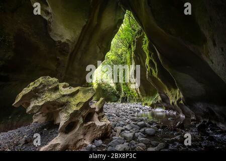 Bach in Kalkstein Schlucht, Patuna Chasm, Wairarapa, North Island, Neuseeland Stockfoto