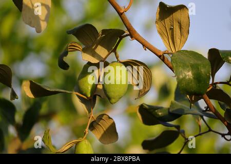 Jujube Fruit Tree , HD-Bild, lizenzfreies Bild Stockfoto