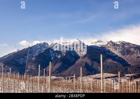 Brenta Dolomiten im Winter im Nonstal, Tal in der Provinz Trient, Trentino-Südtirol, Italien, Europa, im Vordergrund junge Apfelbäume. Stockfoto