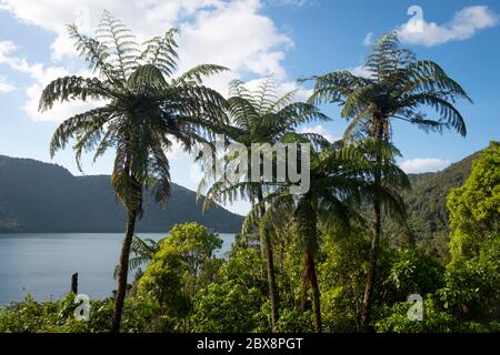 Baumfarne (Punga) am Blue Lake, (Tikitapu), in der Nähe von Rotorua, Nordinsel, Neuseeland Stockfoto