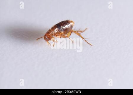 Super Makro Nahaufnahme von braunen, bernsteinfarbenen Floh, Siphonaptera. Er überlebt als äußerer blutsaugender Parasit von Säugetieren und Vögeln Stockfoto