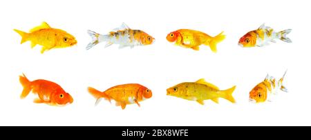 Gruppe von Goldfischen und Koi-Fischen und Bubble-Eye-Goldfischen isoliert auf weißem Hintergrund. Tiere. Haustiere. Fischgruppe. Stockfoto