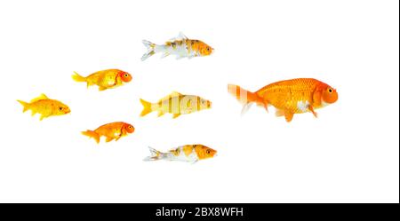 Gruppe von kleinen Goldfischen und Koi Fisch nach dem Führer isoliert auf weißem Hintergrund zeigt Führer Individualität Erfolg oder Motivation Konzept. Bus Stockfoto