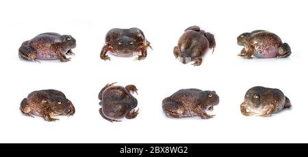 Gruppe von Truncate-snouted gravenden Frosch oder Ballon Frosch (Glyphoglossus molossus) isoliert auf einem weißen Hintergrund. Amphibien. Tier. Stockfoto