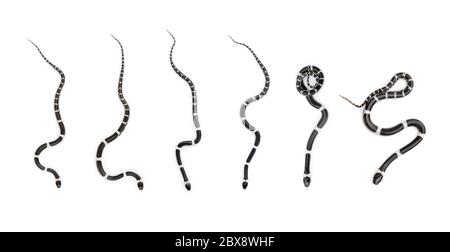 Bild von kleiner Schlange (Lycodon laoensis) auf weißem Hintergrund., Reptil,. Tiere Stockfoto