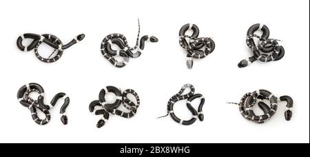 Bild von kleiner Schlange (Lycodon laoensis) auf weißem Hintergrund., Reptil,. Tiere. Stockfoto