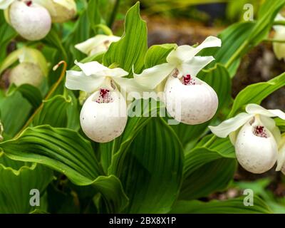 Weiße und lila Blüten und grüne Blätter der Pantoffelorchidee der Dame, Cypripedium reginae Stockfoto