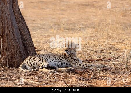 Ruhenden Cheetah Stockfoto