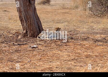 Ruhenden Cheetah Stockfoto