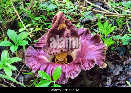 Blume des ElefantenfußYam im Tangkoko Nationalpark in Nord-Sulawesi, Indonesien. Stockfoto