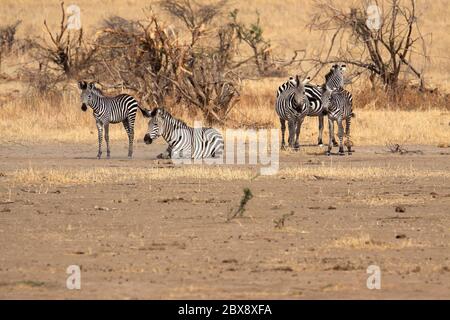 Eine kleine Herde Burchells Zebras Stockfoto