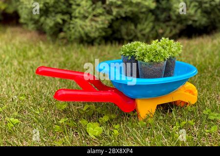 Kinder bunten Garten Trolley mit Sämlinge Familie Gartenkonzept Stockfoto