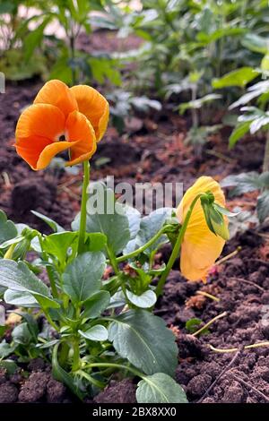 Orange, gelb und lebendige Stiefmütterchen Blumen in einem Garten Stockfoto