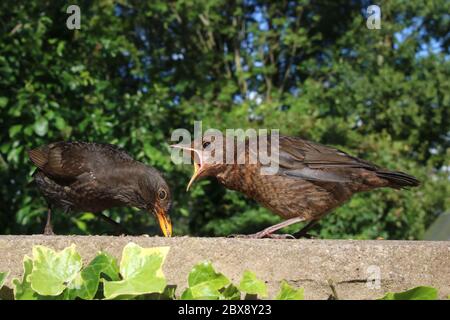 Jungvogel auf der Gartenwand zeigt seinen gelben Gape, als er um Nahrung von seiner Mutter bittet, die im Juni 2020 damit zu füttern ist. Stockfoto