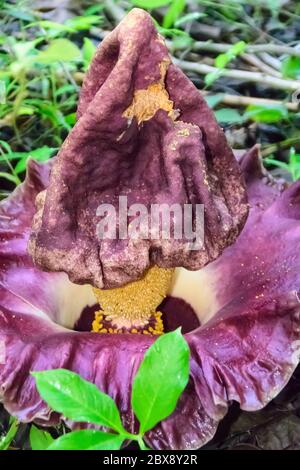 Blume des ElefantenfußYam im Tangkoko Nationalpark in Nord-Sulawesi, Indonesien. Stockfoto