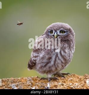 Die kleine Eule (Athene noctua) steht auf Stein und schaut auf eine fliegende Biene. Nahaufnahme. Stockfoto
