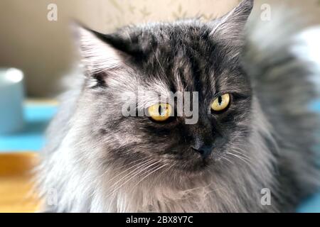 Fauler Tag. Nahaufnahme Porträt eines schönen Haustiers: Graue Langhaar-Katze lag auf einem Bett. Stockfoto