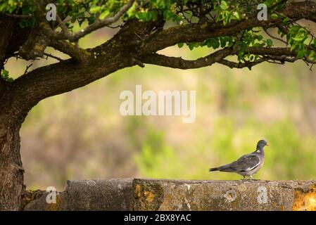 Eine Waldtaube (Columba palumbus), die auf einem Stein im Schatten eines Baumes sitzt. Speicherplatz kopieren Stockfoto