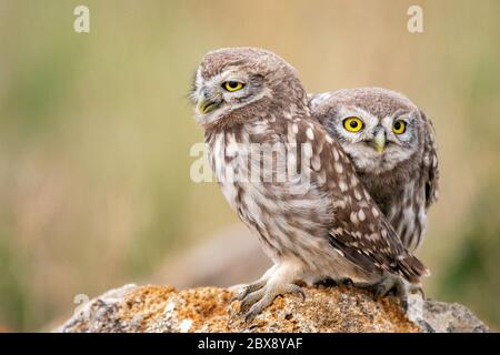 Zwei junge Eule (Athene noctua) sitzen auf einem Stein. Nahaufnahme.