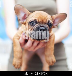 Cute französisch Bulldog Welpen, zwei Monate alt. Selektive Fokus. In den Händen der Frauen. Stockfoto