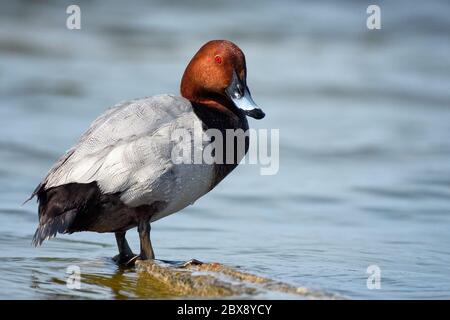 Männchen der Pappbarde (Aythya ferina). Stockfoto