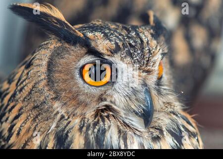 Porträt der Eurasischen Eule, bubo bubo. Nahaufnahme. Stockfoto