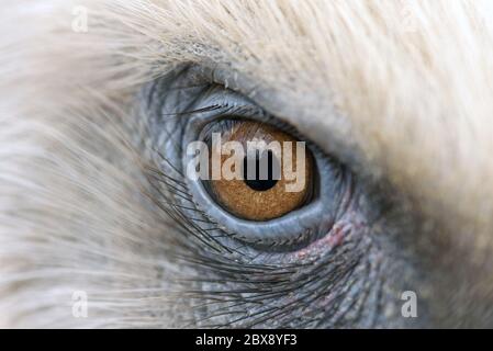 Adleraugen schließen sich zusammen, Augen eines Gänsegeiers. Stockfoto