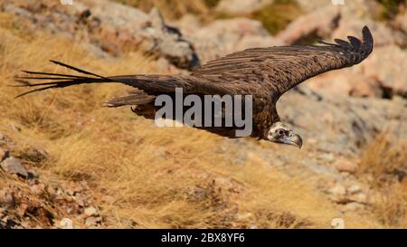 Junger Ringelgeier (Aegypius monachus) im Flug. Stockfoto