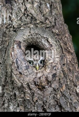 Kleine Eule mit Kopf, Augen und Schnabel, die nur aus einem Nistloch in einem Baum blickt Stockfoto