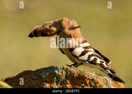 Vogelvogel in natürlichem Lebensraum, upupa epops. Stockfoto